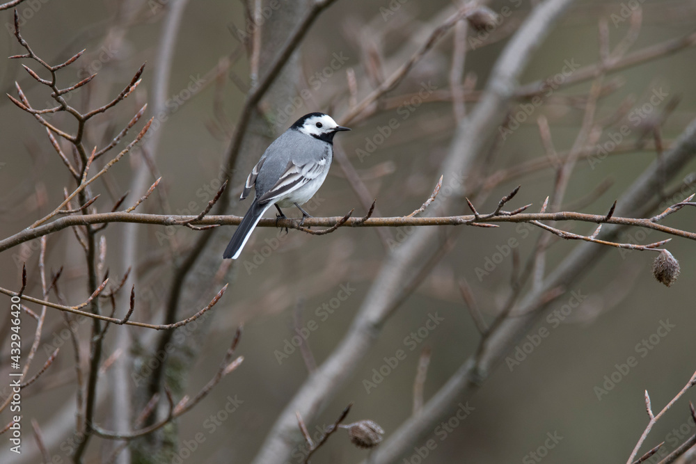 The white wagtail (Motacilla alba) is a small passerine bird in the family Motacillidae and breeds in much of Europe and the Asian Palearctic and parts of North Amererica.