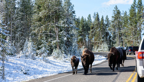 A herd of snow covered bisons with a calf slowly walk on the highway blocking the vehicle traffic. Beautiful scenic winter day in Yellowstone National Park.