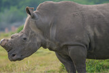 Portrait of Rhino in the Nature