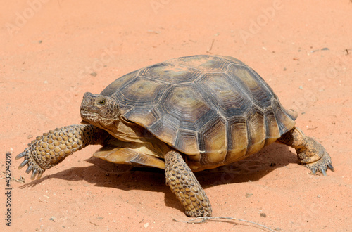 Desert tortoise walking on red-orange sand, closeup