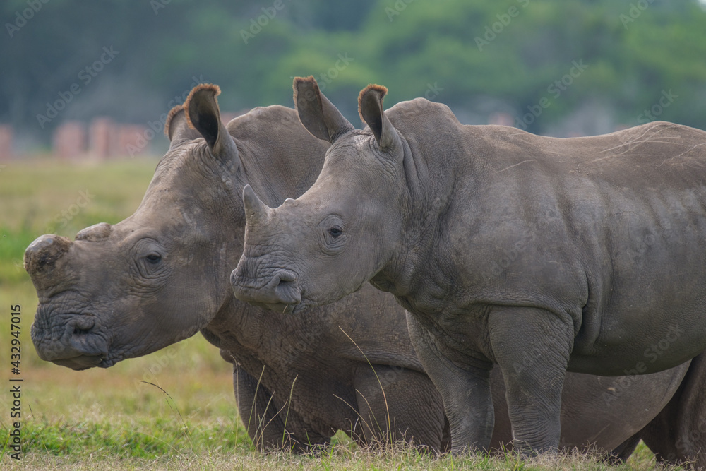 Obraz premium Portrait of Rhino in the Nature