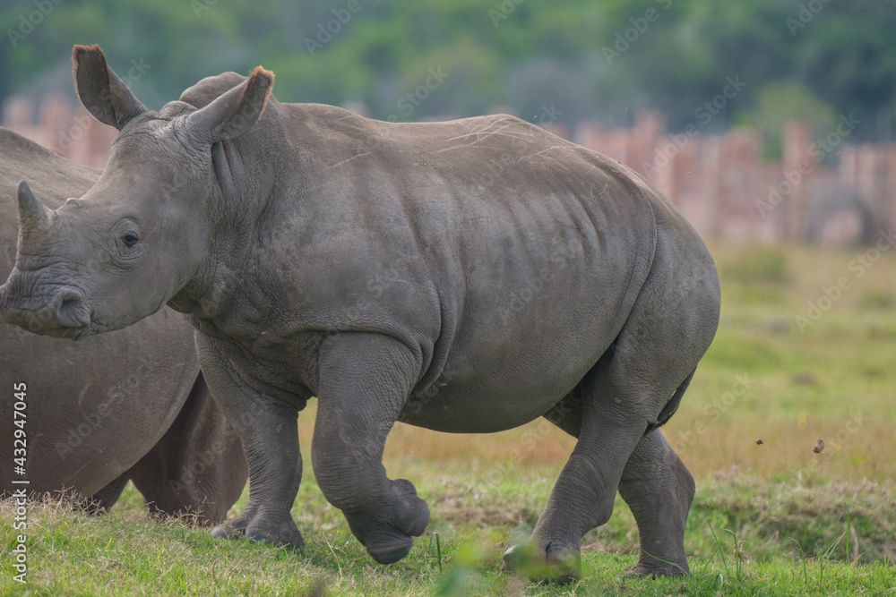 Portrait of Rhino in the Nature Portrait of Rhino in the Nature