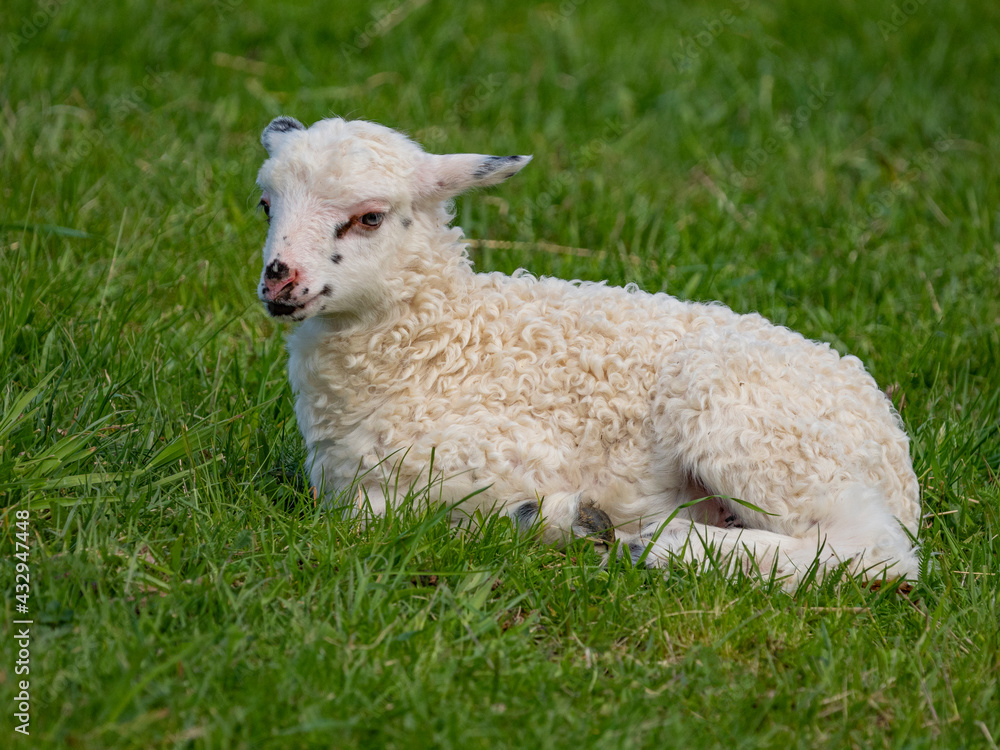 a cute little newborn lamb on a meadow a cute little newborn lamb on a meadow