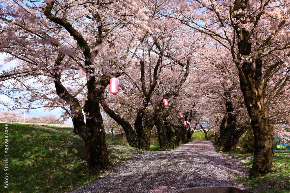 岩手県北上市　春の展勝地