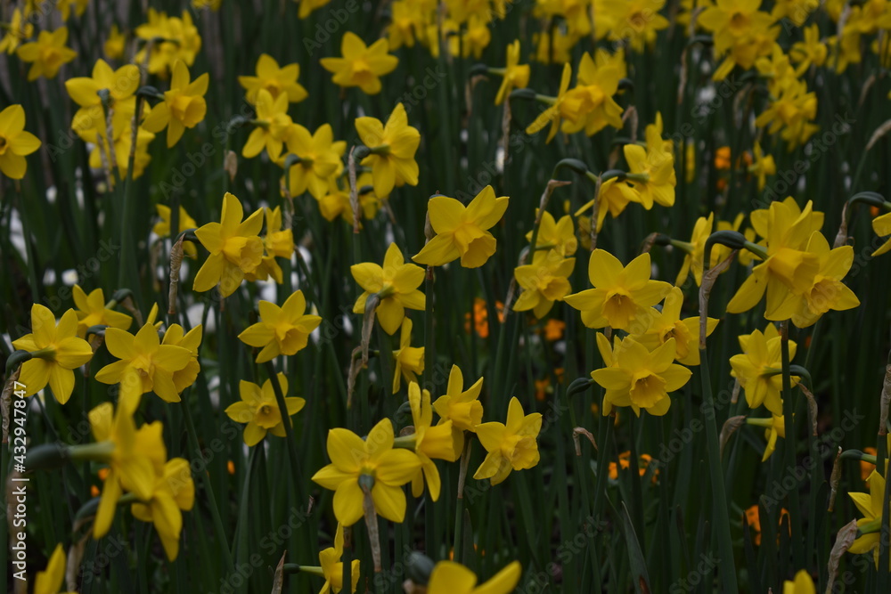 Fototapeta premium yellow flowers in the garden