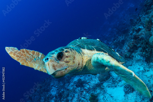 A loggerhead turtle who judging by his size and barnacles on his shell is old. The turtle is cruising the reef during mating season looking for a partner © drew