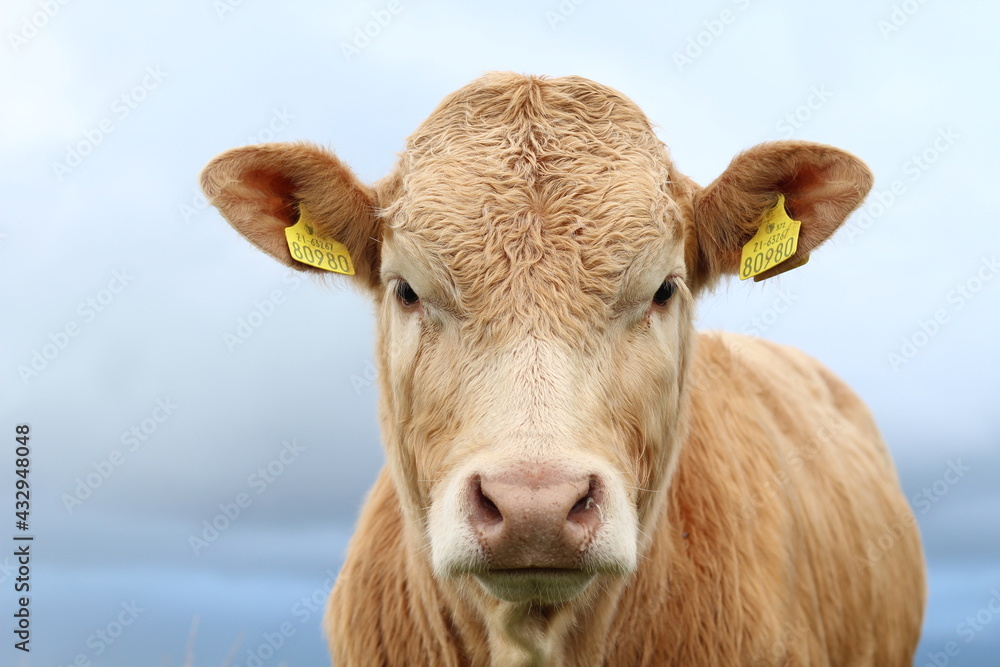 Cattle: Close-up portrait of Charolais breed bullock against backdrop of overcast sky Cattle: Close-up portrait of Charolais breed bullock against backdrop of overcast sky