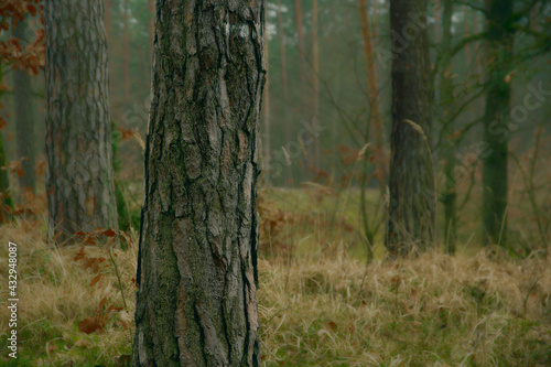 Fototapeta Naklejka Na Ścianę i Meble -  pine trunks