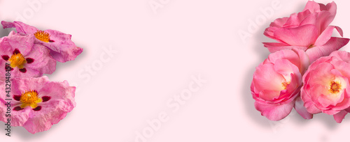 Wallpaper Mural Spring flower frame or birthday card with roses and pink rock-roses Torontodigital.ca