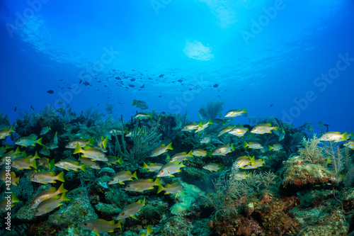 Fototapeta Naklejka Na Ścianę i Meble -  A school of schoolmaster snappers on a coral reef in Grand Cayman. The underwater scene bustles with life