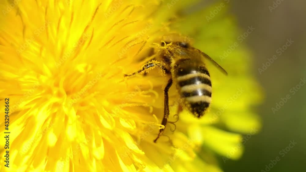 A bee collects nectar from a flower. The honeybee flew over. A bee collects nectar from a flower. The honeybee flew over.