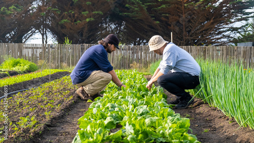 Canvas-taulu two young latin men working together in a vegetable garden, doing healthy vegeta