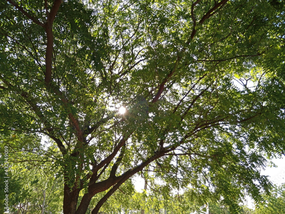 Fototapeta premium Luz de sol a través de las hojas de un árbol