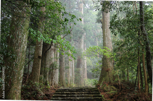 新緑の熊野古道　中辺路　、和歌山県　日本