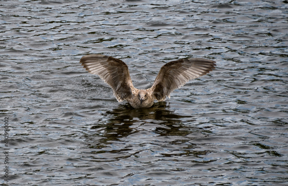 Herring gull landing Herring gull landing