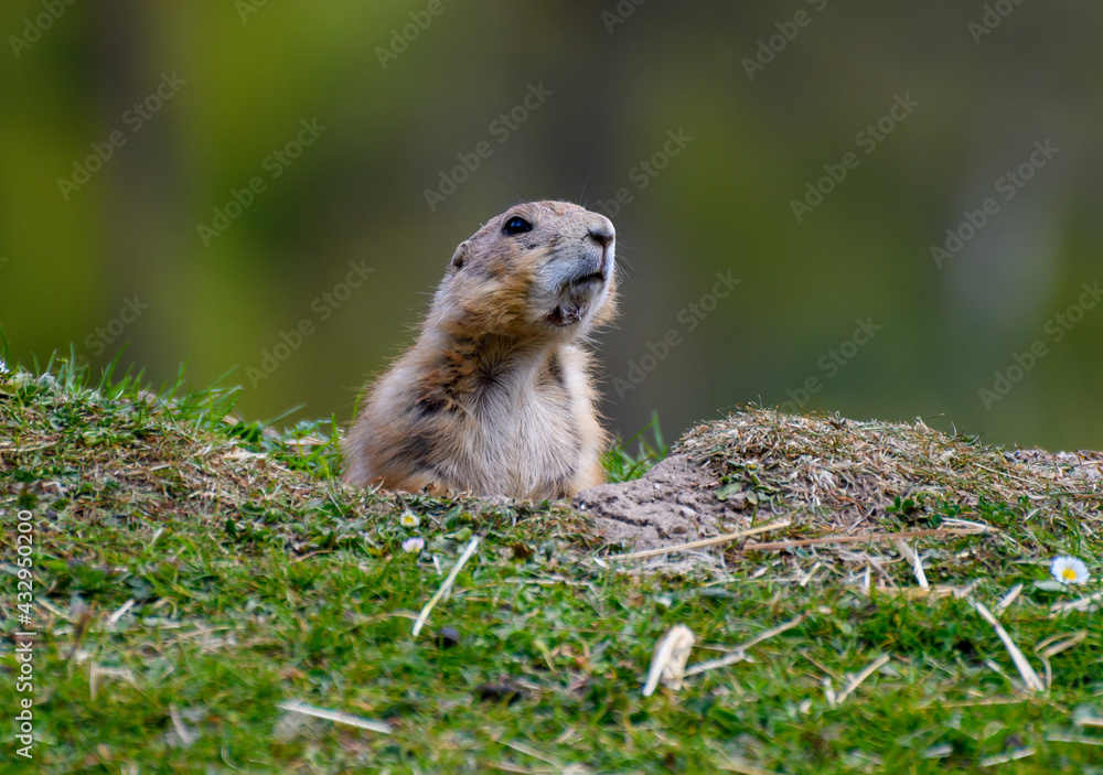 Naklejka premium Black Tailed Prarie Dog