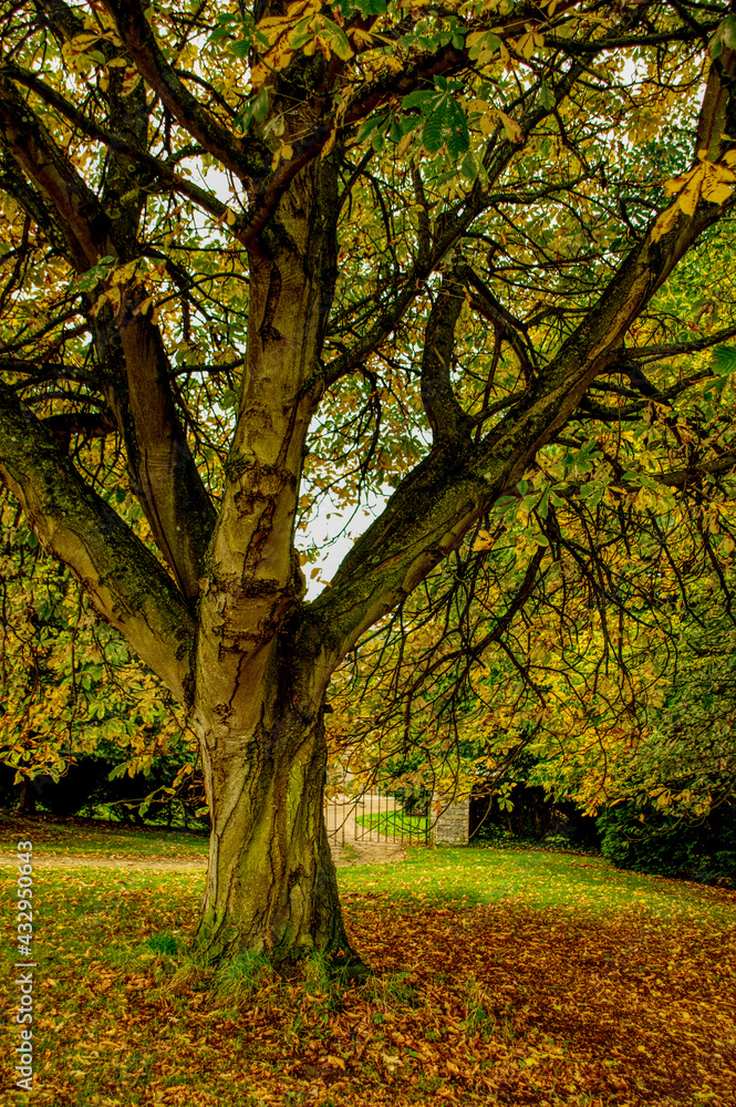 autumn trees in the park