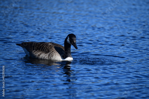 goose