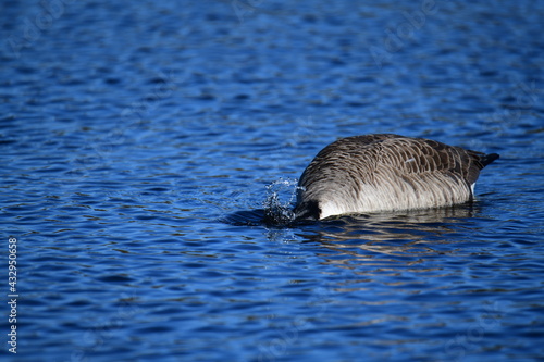 goose