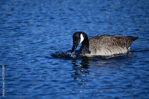 goose