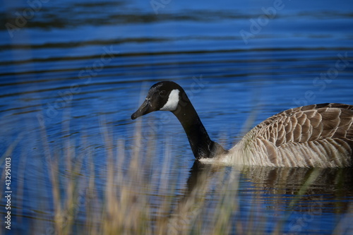 goose