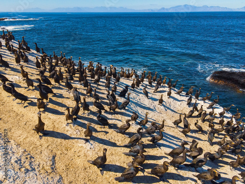 Cape cormorants sitting on the Rock near Sea