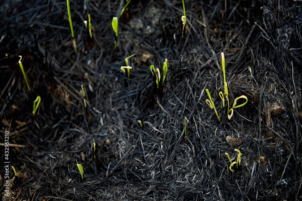 Grasses seeding after wildfire. New life begin. sprouts on the coals after the fire. Rebirth of nature after the fire. Grasses seeding after wildfire. New life begin. sprouts on the coals after the fire. Rebirth of nature after the fire.