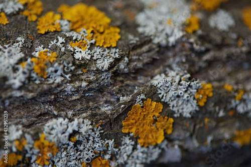 Lichen on the bark of a tree. Detail of the lichen on the tree bark. Tree bark is often used to house plant parasites, including mosses, fungi, and lichens.