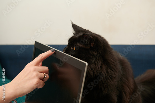 black cat plays hiding behind a laptop, work from home