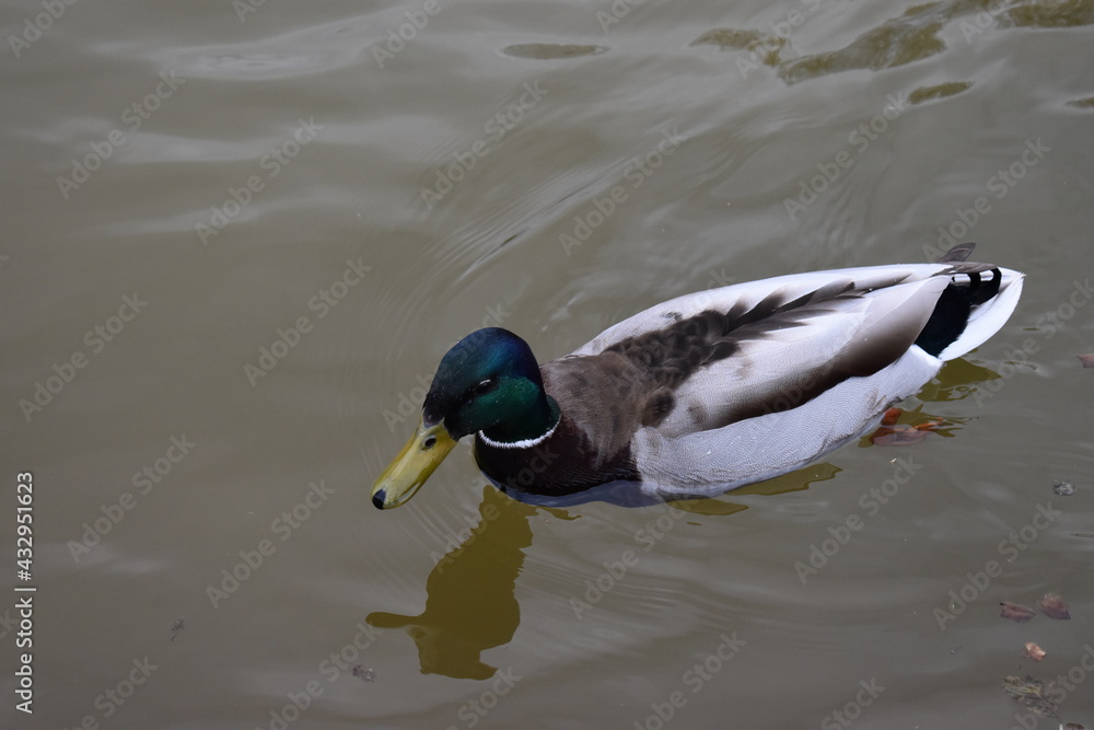 Obraz premium duck on the lake