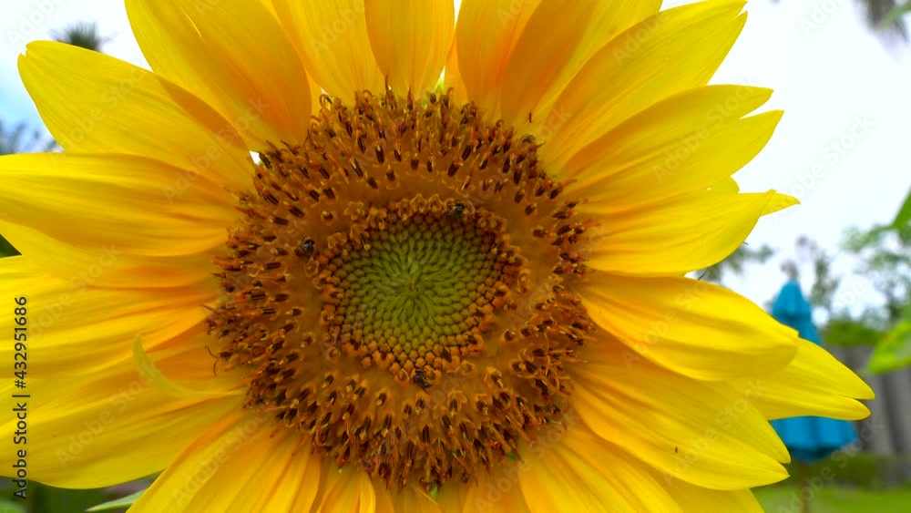 4K. Professional Video. Close Up Flower (Sunflower) Macro shot nature flower. Blue sky background. 4K. Professional Video. Close Up Flower (Sunflower) Macro shot nature flower. Blue sky background.