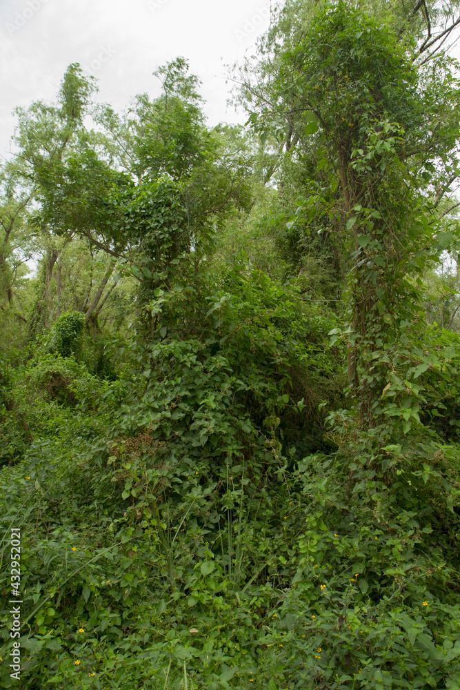 Forest background. View of the green leaves foliage and lush vegetation in the jungle.
Forest background. View of the green leaves foliage and lush vegetation in the jungle.