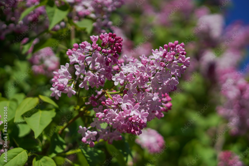 Obraz premium Lilac blossom
