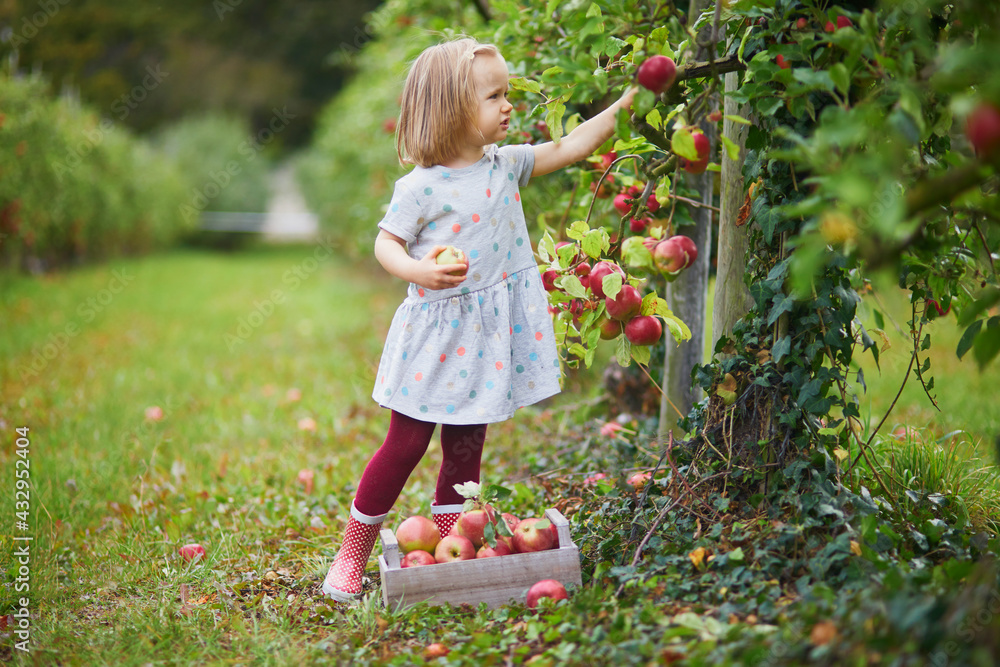Adorable toddler girl picking red ripe organic apples in orchard or on farm on a fall day Adorable toddler girl picking red ripe organic apples in orchard or on farm on a fall day
