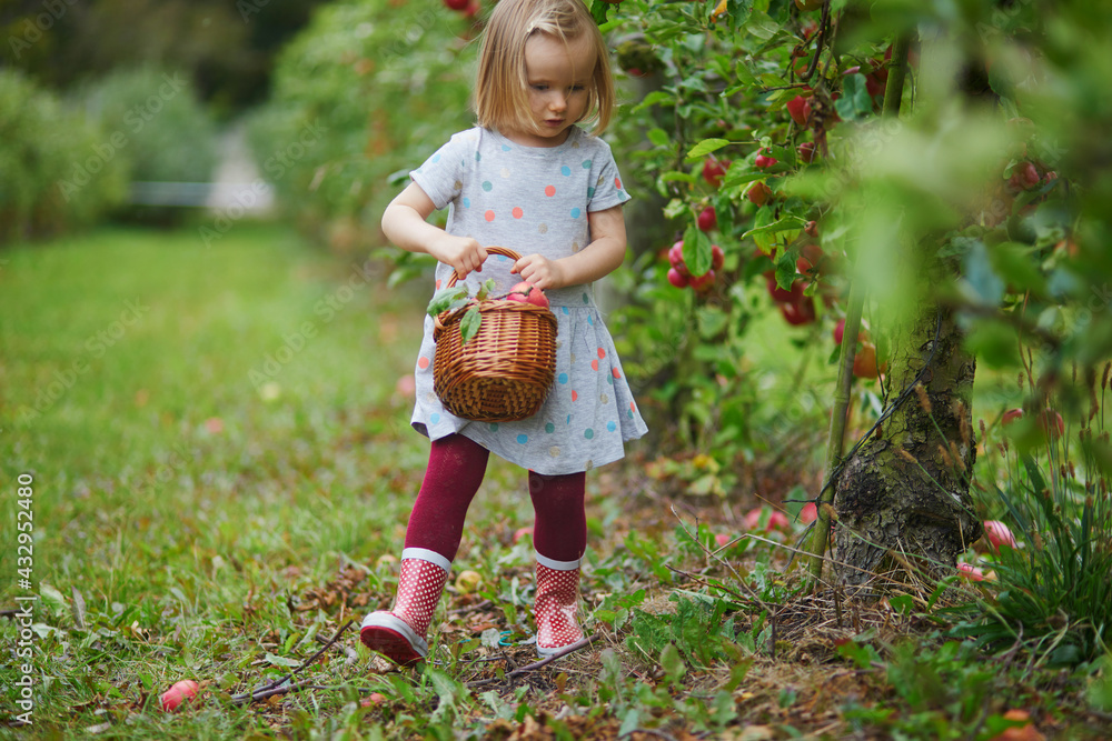 Adorable toddler girl picking red ripe organic apples in orchard or on farm on a fall day Adorable toddler girl picking red ripe organic apples in orchard or on farm on a fall day