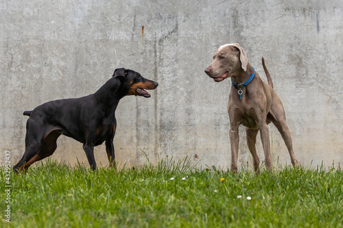 Dobermann und Weimaraner vor Betonwand