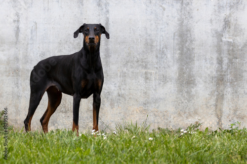 Dobermann vor Betonwand