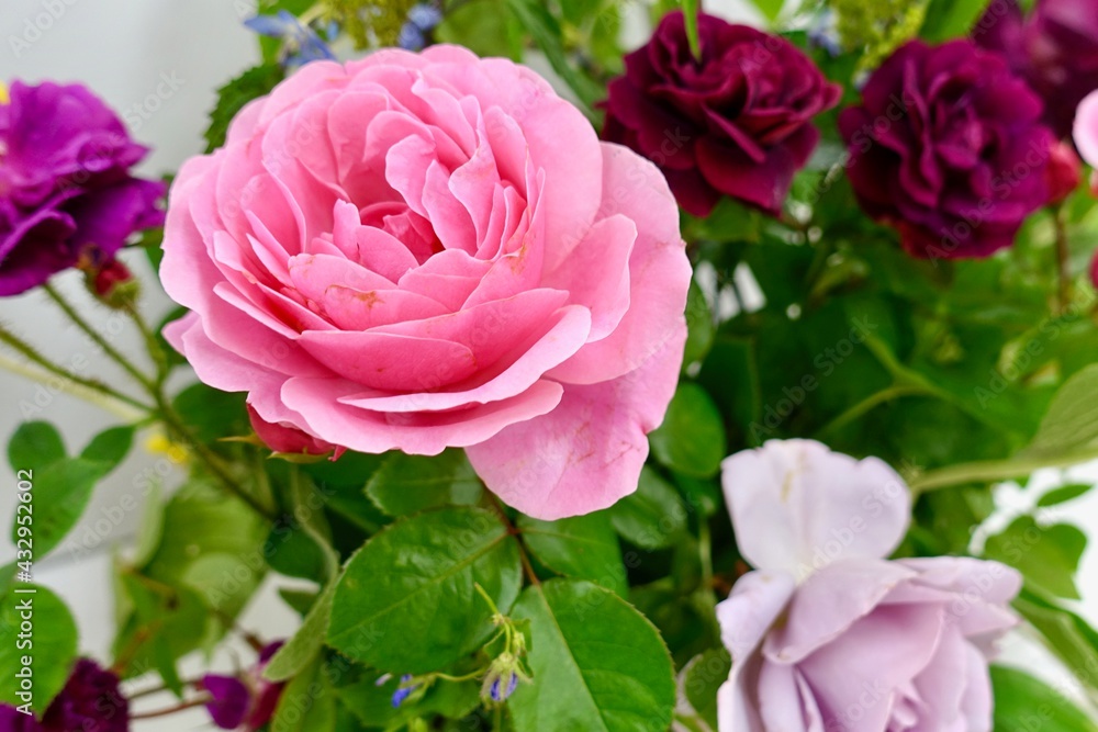 pink roses in garden pink roses in garden