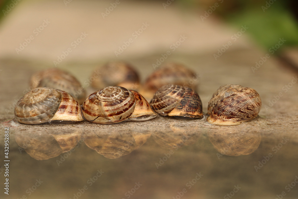 farmers who collect and sell snails and slugs farmers who collect and sell snails and slugs