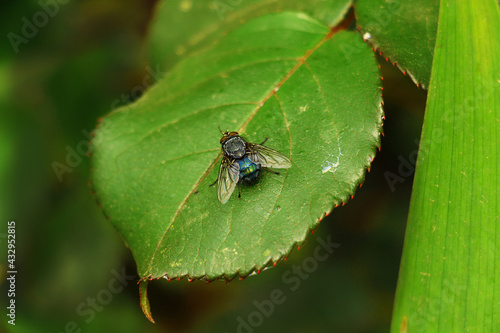 Selective focus. Blue Bottle Fly on rose leaf