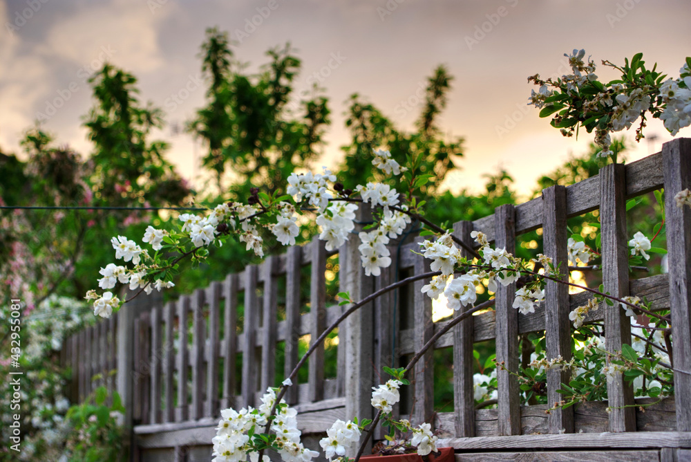 fence with flowers fence with flowers