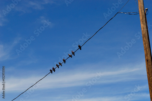 birds on a power line