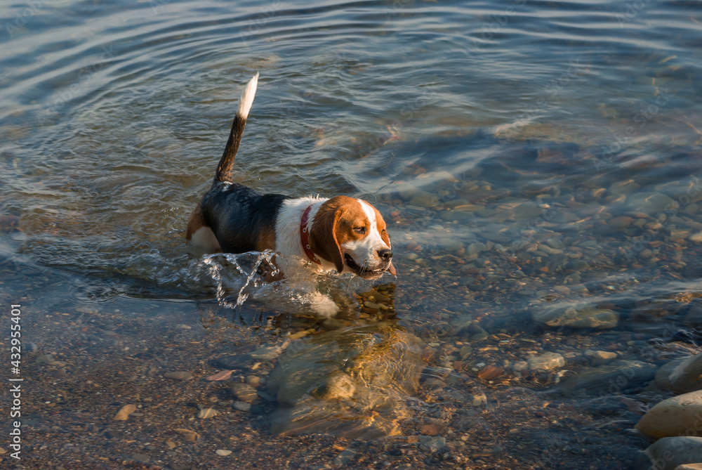 Beagle runs in the water along the seashore Beagle runs in the water along the seashore