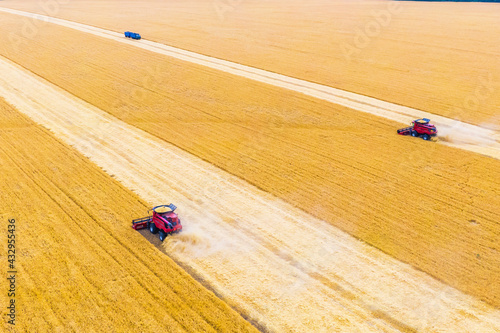 several red harvest combine and a blue trucks on a wheat field during the harvest. aerial drone shooting