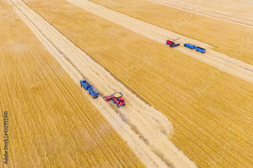 two red harvest combine and a blue trucks on a wheat field during the harvest. aerial drone shooting