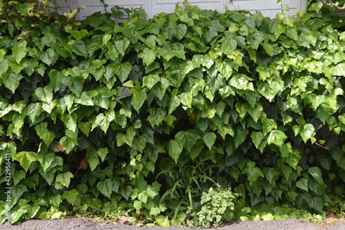 Japanese ivy.  Vitaceae deciduous vine .