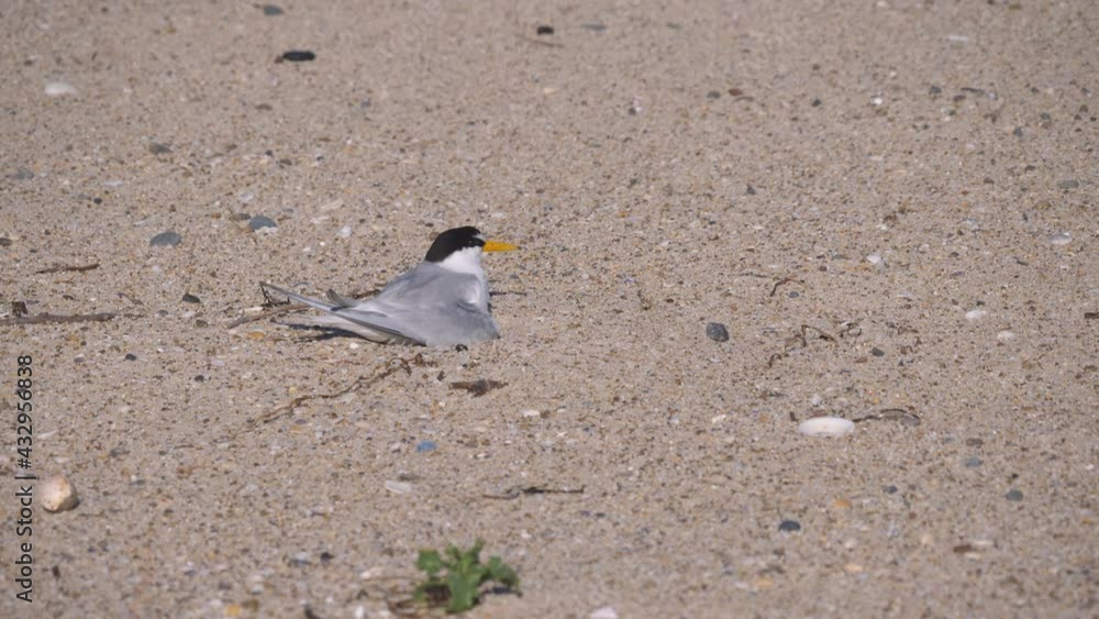 high frame rate clip of a little tern adult setting down onto its eggs on a beach at the entrance in nsw, australia high frame rate clip of a little tern adult setting down onto its eggs on a beach at the entrance in nsw, australia