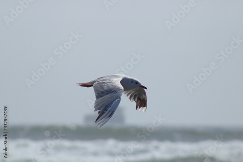 Gaviota cahuil, o de capucha café en plumaje no reproductivo, batiendo sus alas hacia abajo, con su plumaje no reproductivo vuela sobre el mar,  sobre la línea del horizonte.