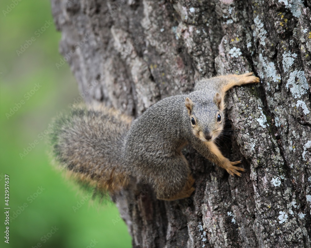 A Young Squirrel Playing and Foraging in the Chickasaw National Recreation Area A Young Squirrel Playing and Foraging in the Chickasaw National Recreation Area