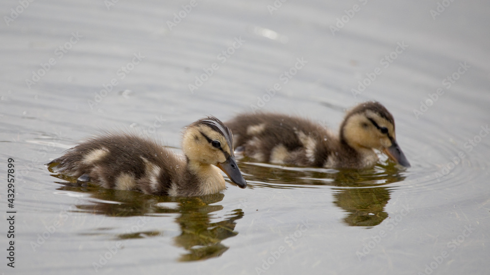 Two Mallard ducklings swimming in a pond, North Yorkshire, Unite Two Mallard ducklings swimming in a pond, North Yorkshire, Unite